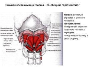 дисфункции позвонков шейного отдела