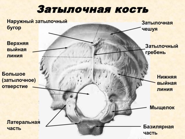 Анатомія і дисфункції потиличної кістки, і структур які з нею взаємодіють