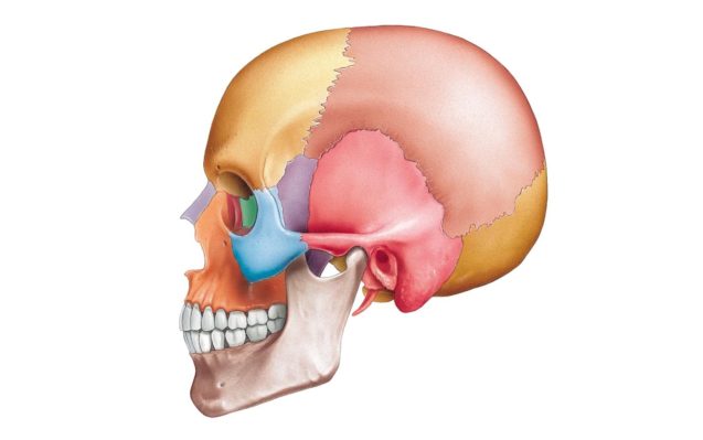 Нормальна анатомія кісток черепа людини