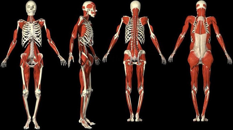 фасции-skeletno-myshechnaya-sistema-cranio.in.ua