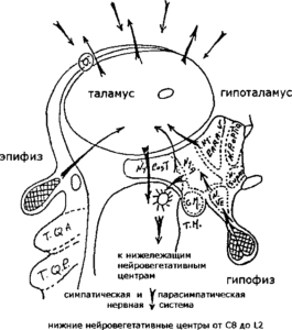 кора головного мозга